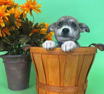 724-26 -  Border Collie Dog for Adoption in Brighton, Colorado - 724-26 | PetCurious