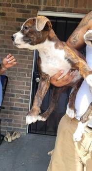 American Staffordshire Terrier Dogs Available for Adoption - JUNEBUG | PetCurious