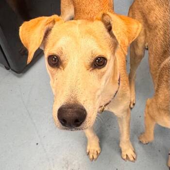 Mixed Breed Dogs Available for Adoption in Brockton, Massachusetts - Bruce | PetCurious