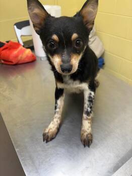 Chihuahua and Mixed Breed Dogs Available for Adoption - PICO | PetCurious