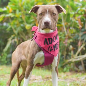Mixed Breed Dogs Available for Adoption - Rosie | PetCurious