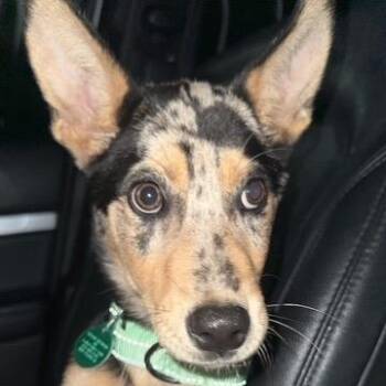 Bourbon -  Catahoula Leopard Dog and Mixed Breed Dog for Adoption in Buffalo, Minnesota - Bourbon | PetCurious
