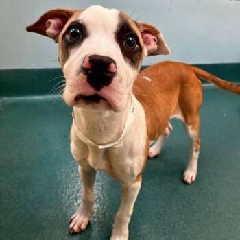 Morticia -  Pit Bull Terrier and Mixed Breed Dog for Adoption in Richmond, Virginia - Morticia | PetCurious