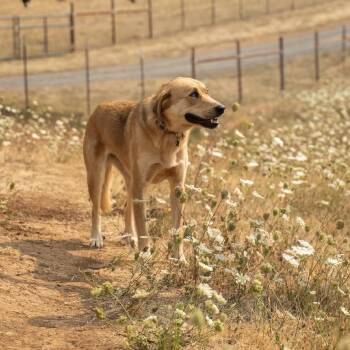 Reeba -  German Shepherd Dog Dog for Adoption in Portland, Oregon - Reeba | PetCurious