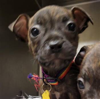 SHANE -  Pit Bull Terrier and Pointer Dog for Adoption in St. Louis, Missouri - SHANE | PetCurious