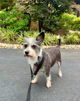 Nugget -  Schnauzer and Terrier Dog for Adoption in Germantown, Ohio - Nugget | PetCurious