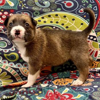Mixed Breed Dogs Available for Adoption - Chenille | PetCurious