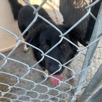Black Labrador Retriever Dogs Available for Adoption in Tacoma, Washington - Hudson | PetCurious