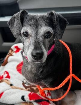 Rescue Dachshund and Chihuahua Dogs for Adoption in Los Angeles, California - Jasmine - Las Vegas | PetCurious