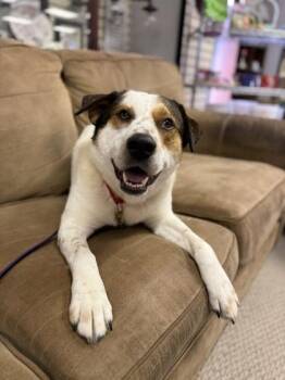 Terrier and Mixed Breed Dogs Available for Adoption - Pops | PetCurious