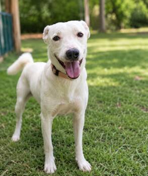 Retriever Dogs Available for Adoption in North Reading, Massachusetts - DJ | PetCurious