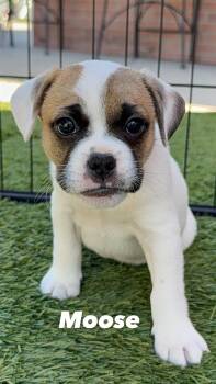 French Bulldog Dogs Available for Adoption in Orange, California - Moose | PetCurious