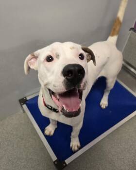 McLovin -  Pit Bull Terrier Dog for Adoption in Wellington, Kansas - McLovin | PetCurious