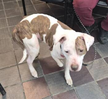 Mixed Breed Dogs Available for Adoption in New York, New York - Coco Mango Cherry | PetCurious