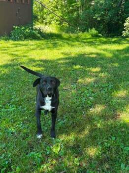 Skunk -  Black Labrador Retriever Dog for Adoption in East Amherst, New York - Skunk | PetCurious