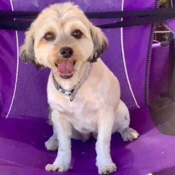 Rescue Lhasa Apso Dogs for Adoption in Santa Monica, California - STEFFIE | PetCurious