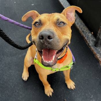 Rescue Mixed Breed Dogs for Adoption in New York, New York - Asher | PetCurious