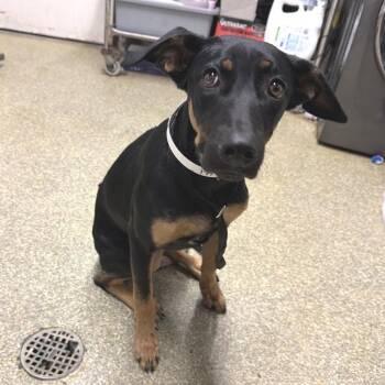 Hennessy -  Doberman Pinscher Dog for Adoption in San Gabriel, California - Hennessy | PetCurious