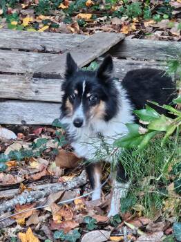 Cash -  Shetland Sheepdog Sheltie Dog for Adoption in Vale, North Carolina - Cash | PetCurious