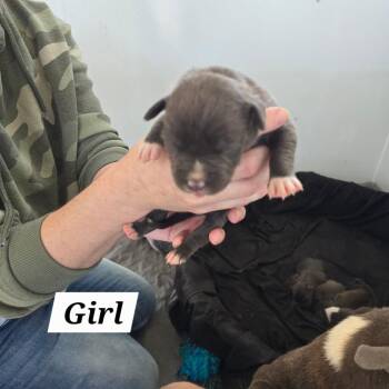 Mixed Breed Dogs Available for Adoption in Hinesville, Georgia - Gimli | PetCurious
