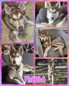 Rescue Mixed Breed Dogs for Adoption in Lancaster, New York - Phoebe | PetCurious