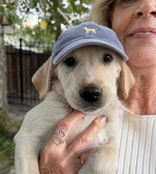 Labrador Retriever Dogs Available for Adoption in Mount Laurel Township, New Jersey - Basil | PetCurious