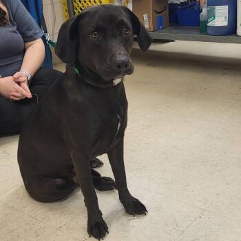 Tikka -  Mixed Breed Dog for Adoption in Lake Panasoffkee, Florida - Tikka | PetCurious