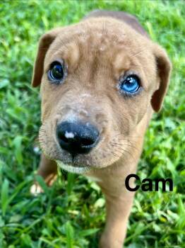 Cam -  Catahoula Leopard Dog Dog for Adoption in Pawleys Island, South Carolina - Cam | PetCurious