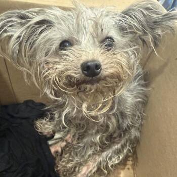 Tyra -  Mixed Breed Dog for Adoption in New York, New York - Tyra | PetCurious