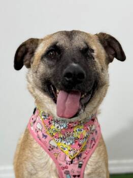 Miracle-One of our Amazing Rescue Dogs -  German Shepherd Dog and Belgian Shepherd Malinois Dog for Adoption in Carlsbad, California - Miracle-One Of Our Amazing Rescue Dogs | PetCurious