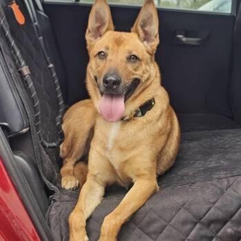 Rizzo -  Shepherd Dog for Adoption in Pelham, New Hampshire - Rizzo | PetCurious