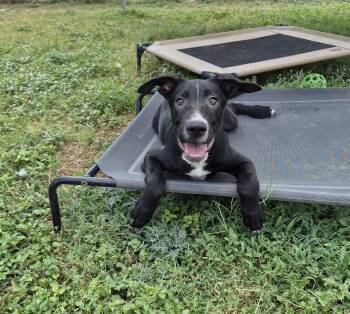Sid -  Shepherd Dog for Adoption in Schertz, Texas - Sid | PetCurious