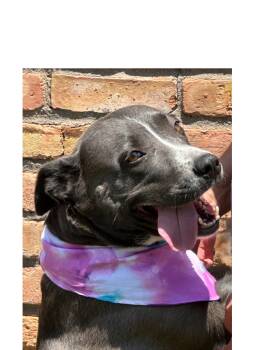 Rescue Weimaraner and American Staffordshire Terrier Dogs for Adoption in Levelland, Texas - HANNAH | PetCurious