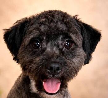 Cooter -  Shih Tzu Dog for Adoption in Savannah, Georgia - Cooter | PetCurious