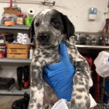 Mixed Breed Dogs Available for Adoption in Edinburg, Texas - Clarabelle | PetCurious