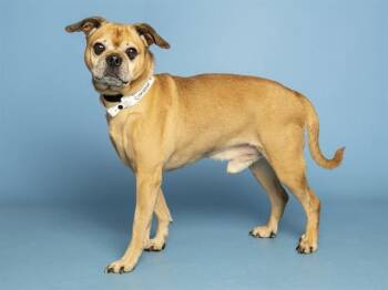 CINNABUN -  Chihuahua and Pug Dog for Adoption in Phoenix, Arizona - CINNABUN | PetCurious