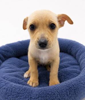 Chihuahua Dogs Available for Adoption in Corona, California - Arrow | PetCurious