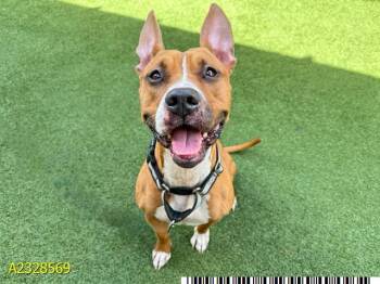 Mixed Breed Dogs Available for Adoption - ETHEL | PetCurious