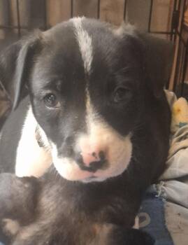 Henrietta -  Labrador Retriever Dog for Adoption in The Woodlands, Texas - Henrietta | PetCurious