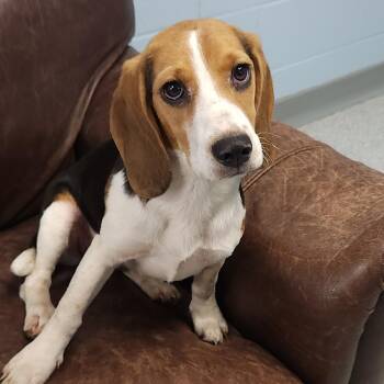 Beatrix -  Beagle Dog for Adoption in Marshfield, Wisconsin - Beatrix | PetCurious