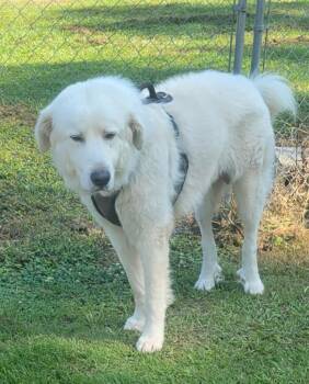 Scooby Doo -  Great Pyrenees Dog for Adoption in Hammond, Louisiana - Scooby Doo | PetCurious