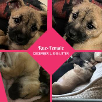 Rat Terrier and Chihuahua Dogs Available for Adoption - SPONSOR ME - Rue | PetCurious