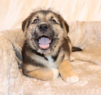 Dewey -  Mixed Breed Dog for Adoption in Mesa, Arizona - Dewey | PetCurious