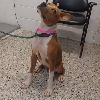 The Dog Formerly Known as Daisy -  Terrier and Mixed Breed Dog for Adoption in Hattiesburg, Mississippi - The Dog Formerly Known As Daisy | PetCurious