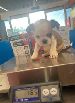 Teddie (AL) -  Boston Terrier and Shih Tzu Dog for Adoption in New York, New York - Teddie (AL) | PetCurious