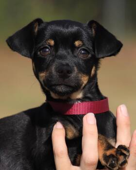 Chihuahua Dogs Available for Adoption in North Fort Myers, Florida - Aidan | PetCurious