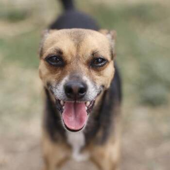 RICOCHET -  Chihuahua Dog for Adoption in San Antonio, Texas - RICOCHET | PetCurious