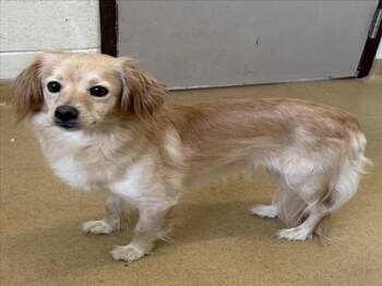 Dachshund and Mixed Breed Dogs Available for Adoption in Derwood, Maryland - JANEWAY | PetCurious