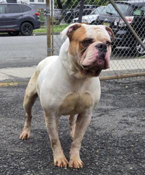 Rescue American Bulldog Dogs for Adoption in West Orange, New Jersey - FERDINAND (cc#7109) | PetCurious