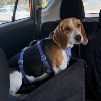 Hound Dogs Available for Adoption in Gainesville, Florida - Betty | PetCurious